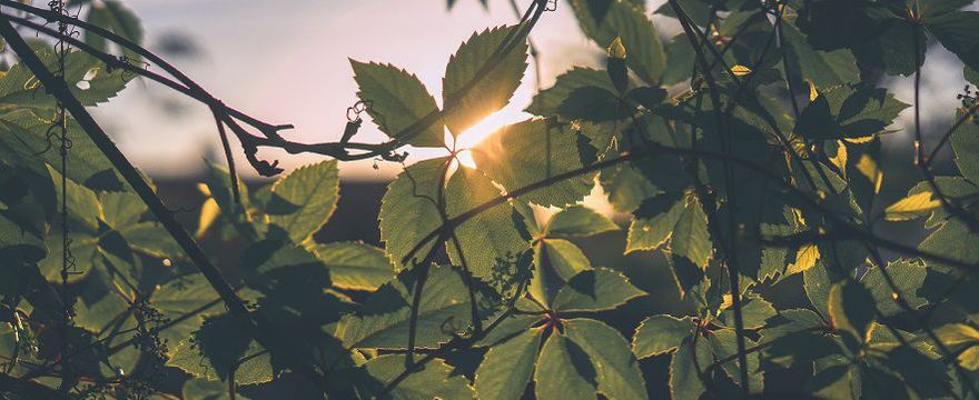 Kąpiele leśne - jak i dlaczego warto je stosować?