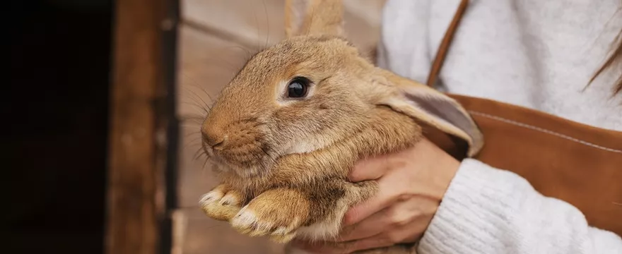 Tragedia: 9-letni chłopiec zabił 12 zwierząt w mini zoo!